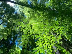 -武陵山森林公园