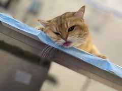 -欣宠猫屋·矮脚拿破仑·蓝金金渐层
