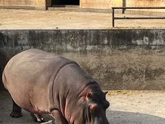 -合肥野生动物园