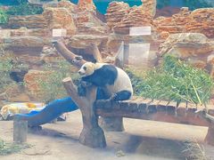 -石家庄市动物园