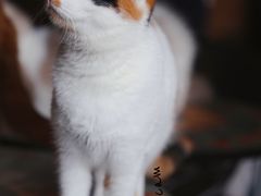 -猫猫幼稚园·撸猫·桌游·电玩