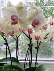 -变画·发型STUDIO