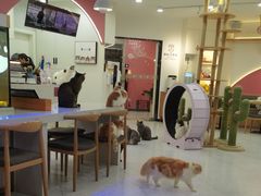 -喵园·猫主题咖啡厅·撸猫·猫咖(国贸店)