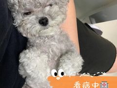 -申普宠物医院·心脏介入·心血管微创(总院)