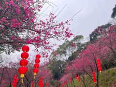 -广州市帽峰山景区