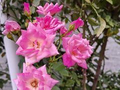 -香蜜公园