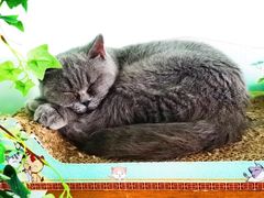 -这儿没有猫·猫咖萌宠馆·撸猫