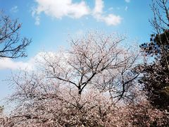 -北京西山国家森林公园