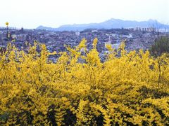 -泰山花样年华景区