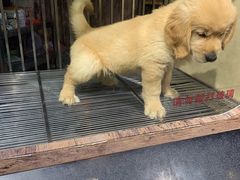 -宠物世家(仲盛世界商城店)