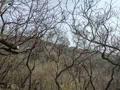 -北京十三陵国家森林公园蟒山景区