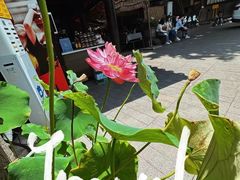 -老地方猫儿面(磁器口店)