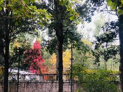 -三里屯东五街银杏大道