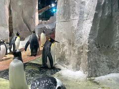 -大连圣亚海洋世界