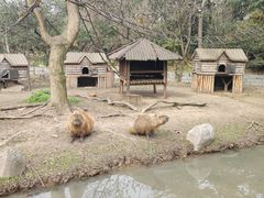 -上海野生动物园