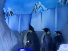 -海合安成都极地海洋公园