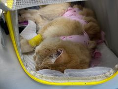 -纳吉亚猫专科动物诊疗中心(蒋宅口分院)