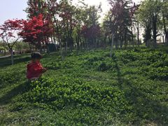 -洨河生态公园