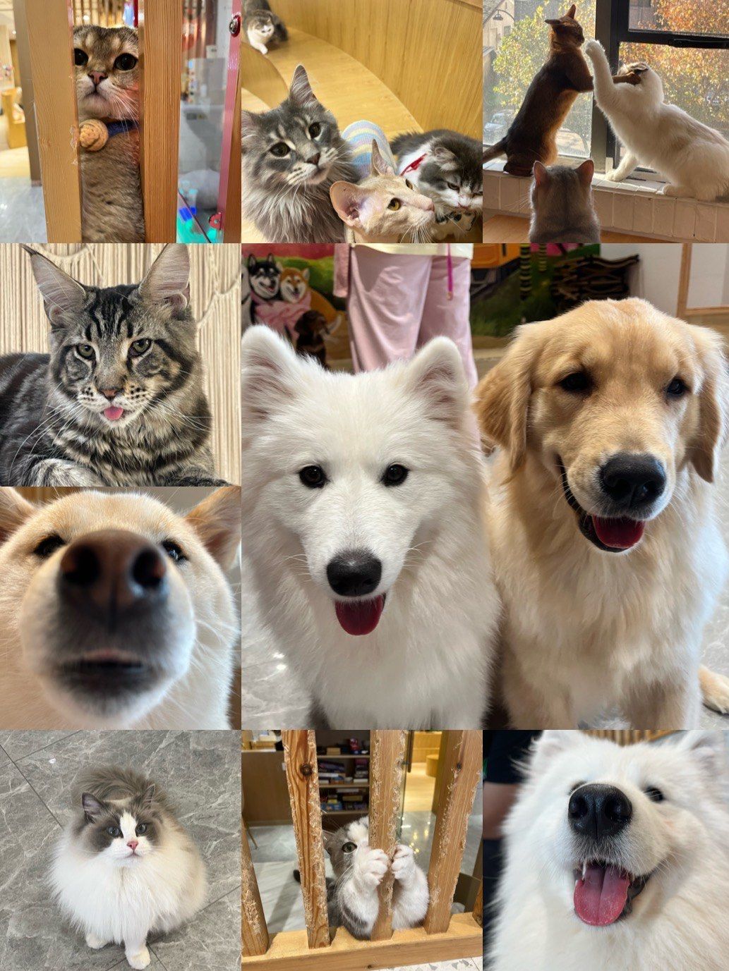 和猫猫狗狗在一起快乐的时光