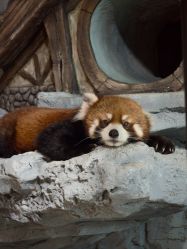 -Zoolung Zoolung动物主题公园(海信广场店)