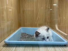 -屋虎猫馆(宝安大仟里店)