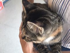 -喜多萌中农锦绣动物医院24H·猫科·牙科MRI·CT