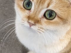 -飞行喵MR PILOT|猫舍·猫咖(静安大融城店)