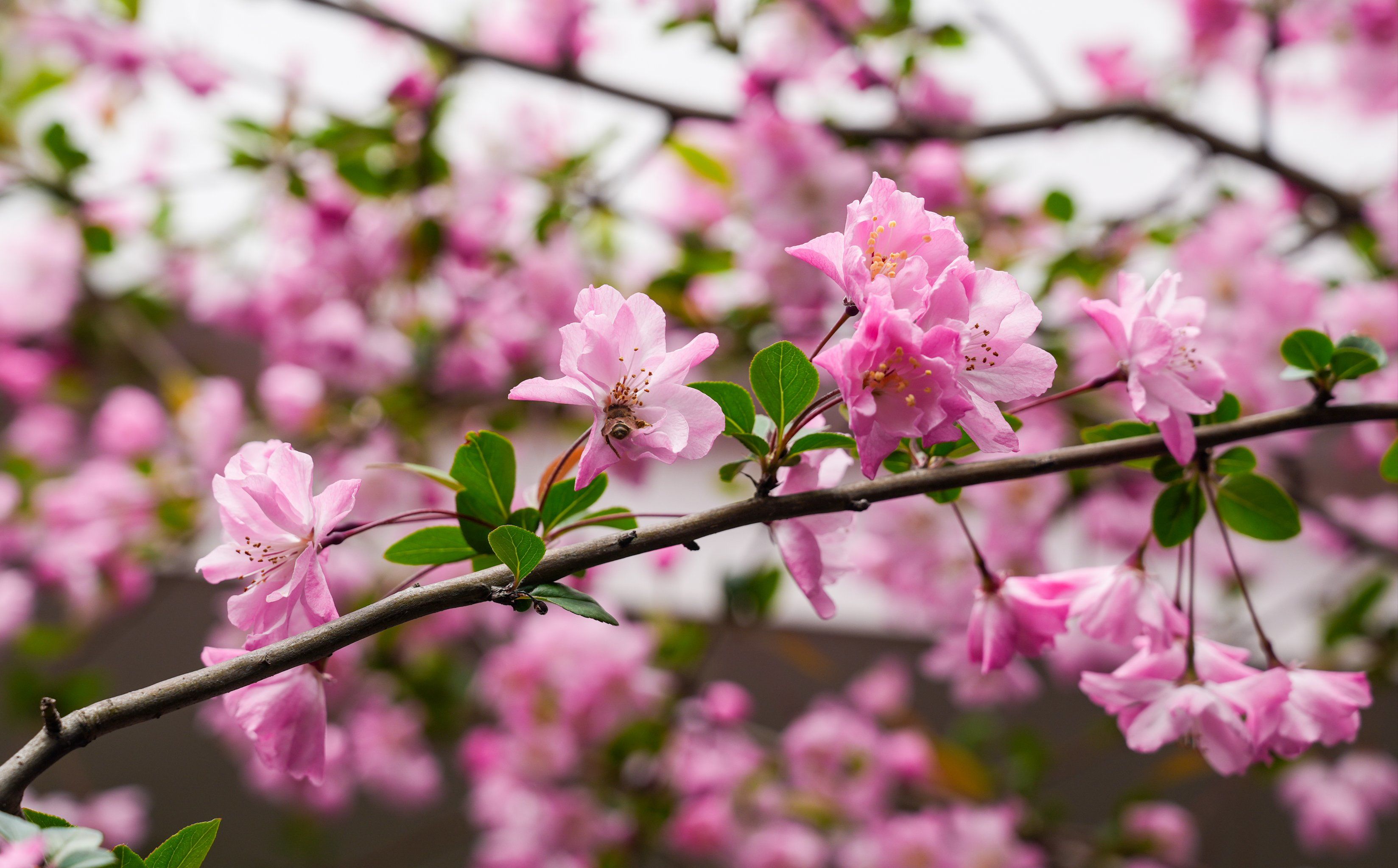 路边的海棠花开了,春天的温柔长满了枝头