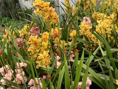 -龙大花卉苗木市场