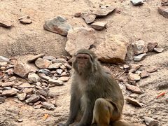 -石家庄市动物园