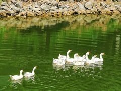 -北京张裕爱斐堡酒庄