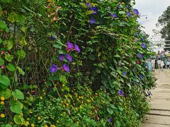 -三圣花乡旅游区