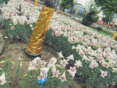 -荷兰花海