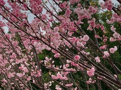 -观澜湖生态运动公社