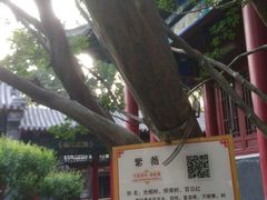 -碑林公园
