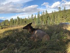 -阿萨巴斯卡瀑布观景点