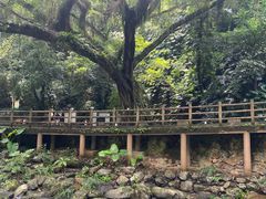 -广州市石门国家森林公园