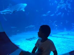 -烟台海昌鲸鲨海洋公园