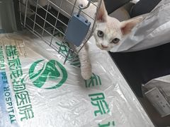 -瑞派宠物医院·24h·骨外科·皮肤科·全科宠物医疗转诊中心(沈阳浑南院)
