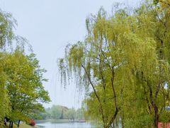 -贡湖湾湿地公园