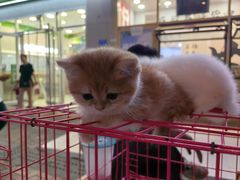 -万达广场(泰安泰山店)