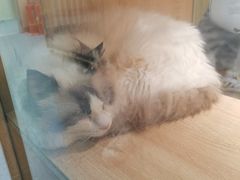 -BABIT巴比特宠物(MOMOPARK店)