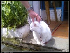 -Babycat私家御饼屋(龙头路一店)