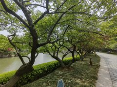 -红梅公园