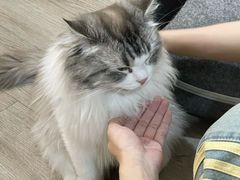 -柴迷FANS CLUB·柴犬狗咖·猫咖
