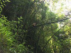 -三峡人家风景区