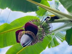 -西双版纳傣族园