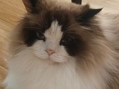 -滚猫咖啡·猫咖·猫友好撸猫(未来城店)