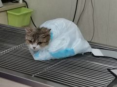 -瑞派康怡24h宠物医院·犬猫医疗中心·微创绝育(瑞景分院)