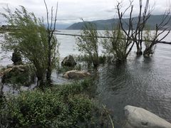 -才村湿地公园